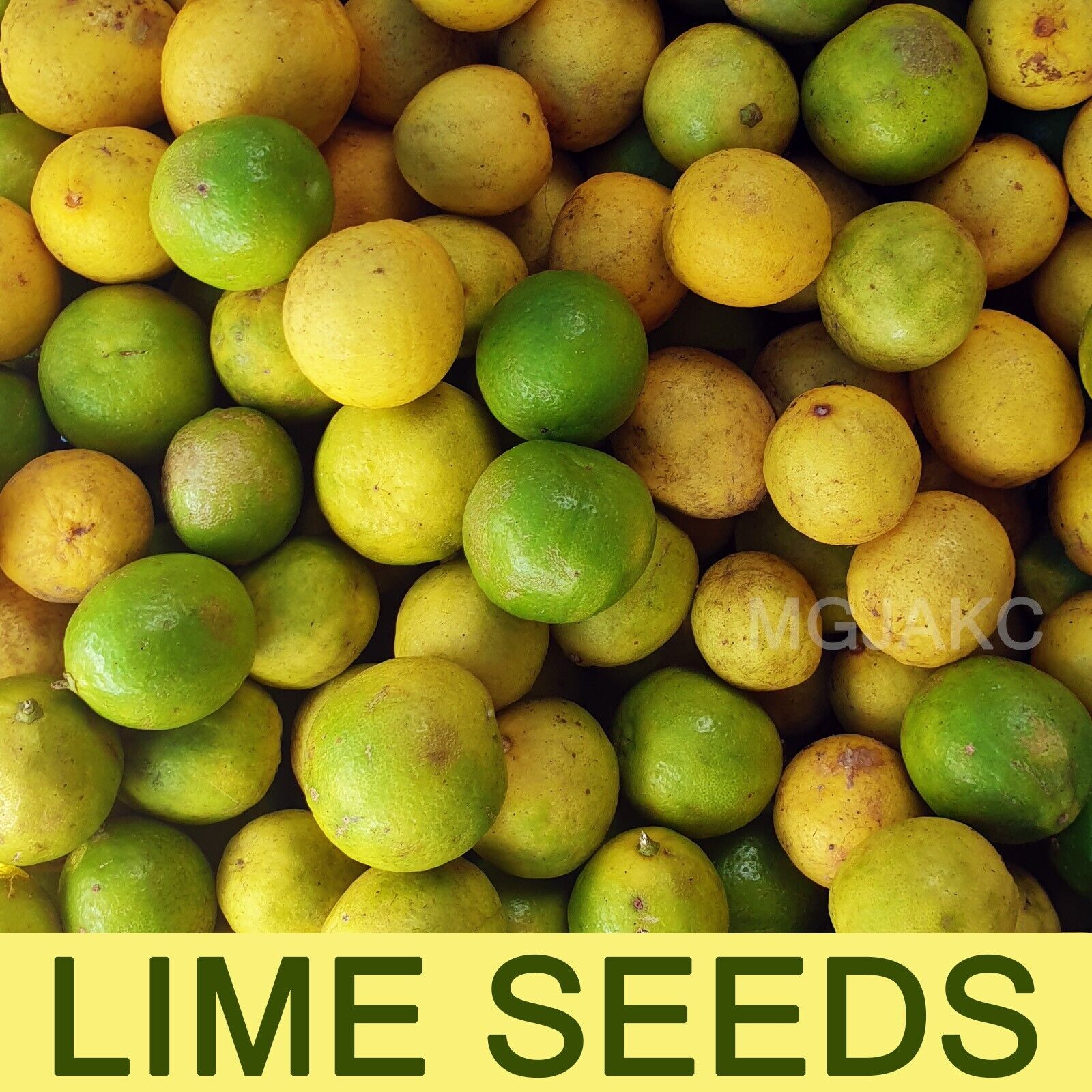 Key Lime Seeds