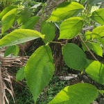 Ficus exasperata Leaves