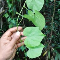 Dioscorea bulbifera