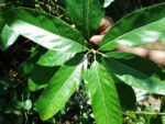 Claw Flowered Laurel