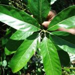 Acronychia pedunculata