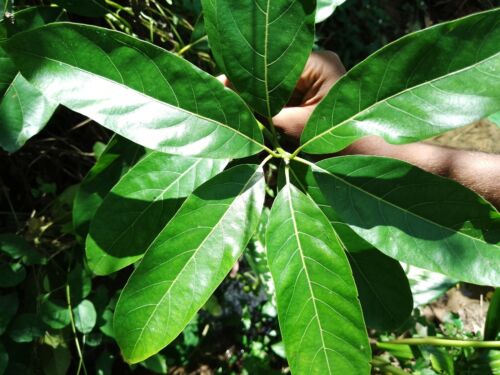 Claw Flowered Laurel