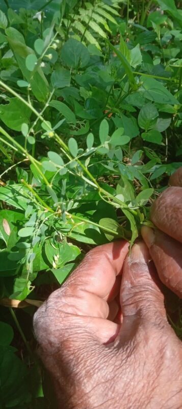 Chanca Piedra : The "Stonebreaker" Herb That's a Guardian for Your Kidneys and Liver 4 Chanca Piedra