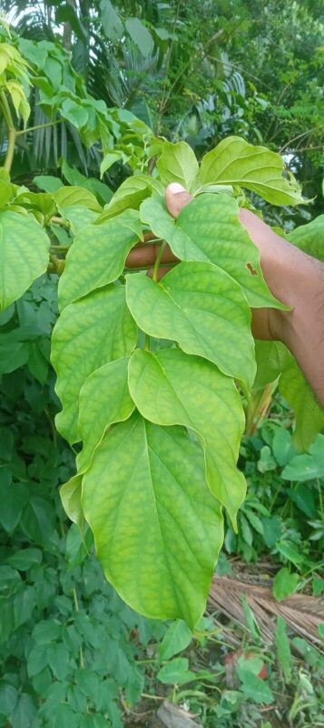 Shyonaka Benefits: The Ayurvedic Power of the Midnight Horror Tree (Oroxylum indicum) 3 Shyonaka