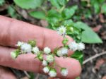 Rare Billygoat Weed Chick Weed Ageratum Conyzoides Dried Leaves Plant Ceylon Tea