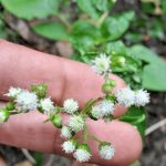 Rare Billygoat Weed Chick Weed Ageratum Conyzoides Dried Leaves Plant Ceylon Tea