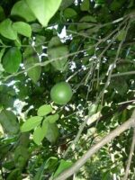 Natural Dried Pomelo Leaves Herbs  Citrus Maxima Giant Grape Fruit Organic Ceylon Tea - 100+ Leaves - Image 3