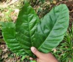 Coffee Leaves