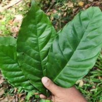 Coffee Leaves