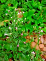 NATURAL LITTLE IRONWEED LEAVES CYANTHILLIUM CINEREUM ORGANIC Whole Plant - Image 4