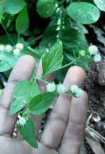 Rare Billygoat Weed Chick Weed Ageratum Conyzoides Dried Leaves Plant Ceylon Tea - Image 3