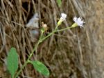 NATURAL LITTLE IRONWEED LEAVES CYANTHILLIUM CINEREUM ORGANIC Whole Plant - Image 5