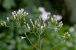 NATURAL LITTLE IRONWEED LEAVES CYANTHILLIUM CINEREUM ORGANIC Whole Plant - Image 6