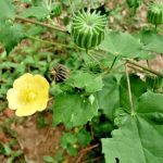 Indian Mallow