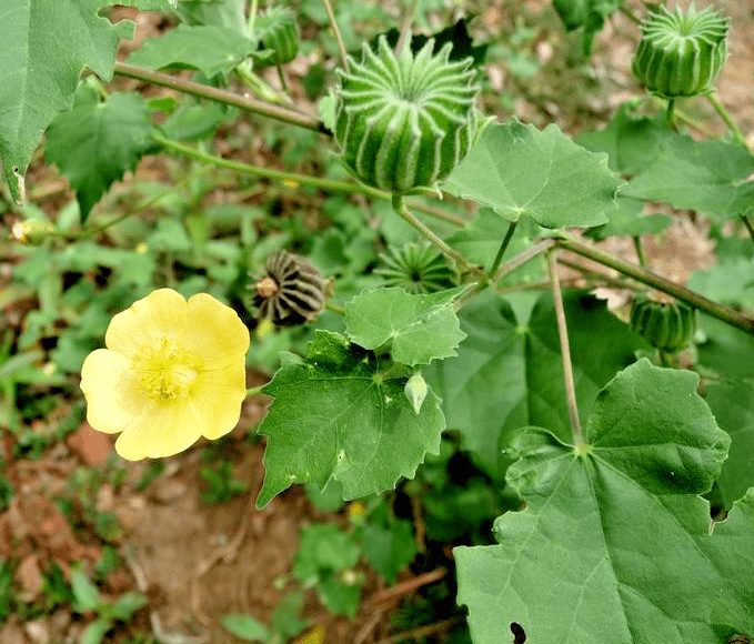 Trust is First 18 Indian Mallow