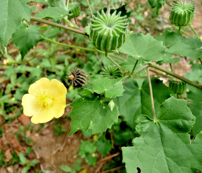 Indian Mallow