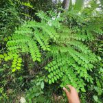 Getrocknete Adenanthera pavonina Rinde rot Glücksseed Sandelholz Blätter