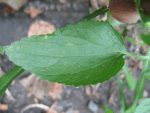 Rare Billygoat Weed Chick Weed Ageratum Conyzoides Dried Leaves Plant Ceylon Tea - Image 4