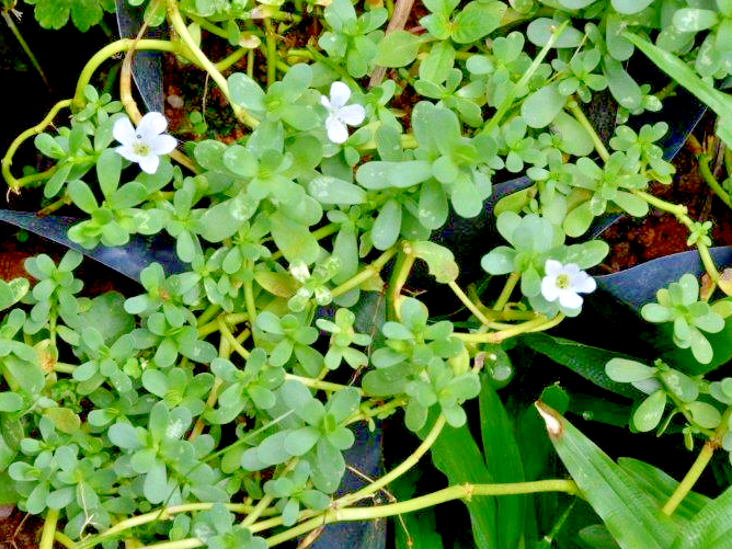 Water Hyssop