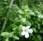 Bacopa monnieri