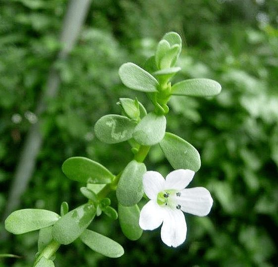 Trust is First 8 Bacopa monnieri