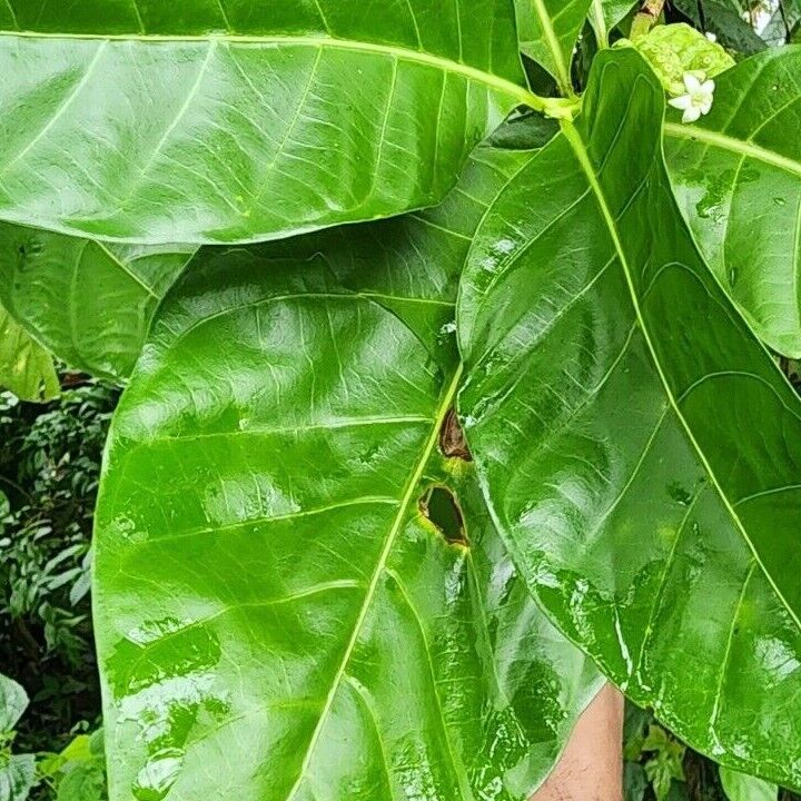 Noni Fruit