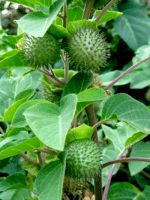 Pure Dried Datura Metel Fruit Natural Devil's trumpet Bulb Plant Ceylon