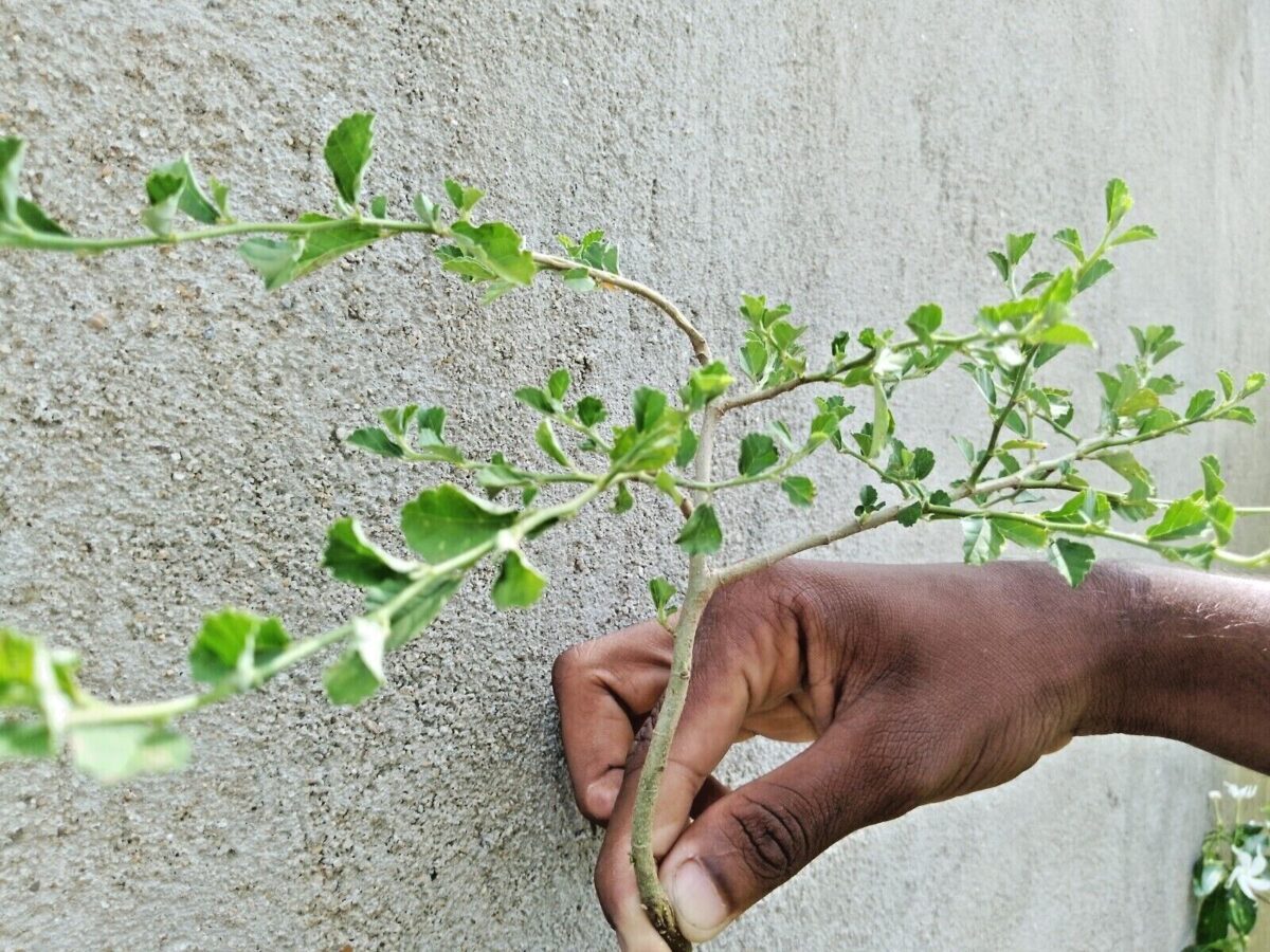 Sida Rhombifolia