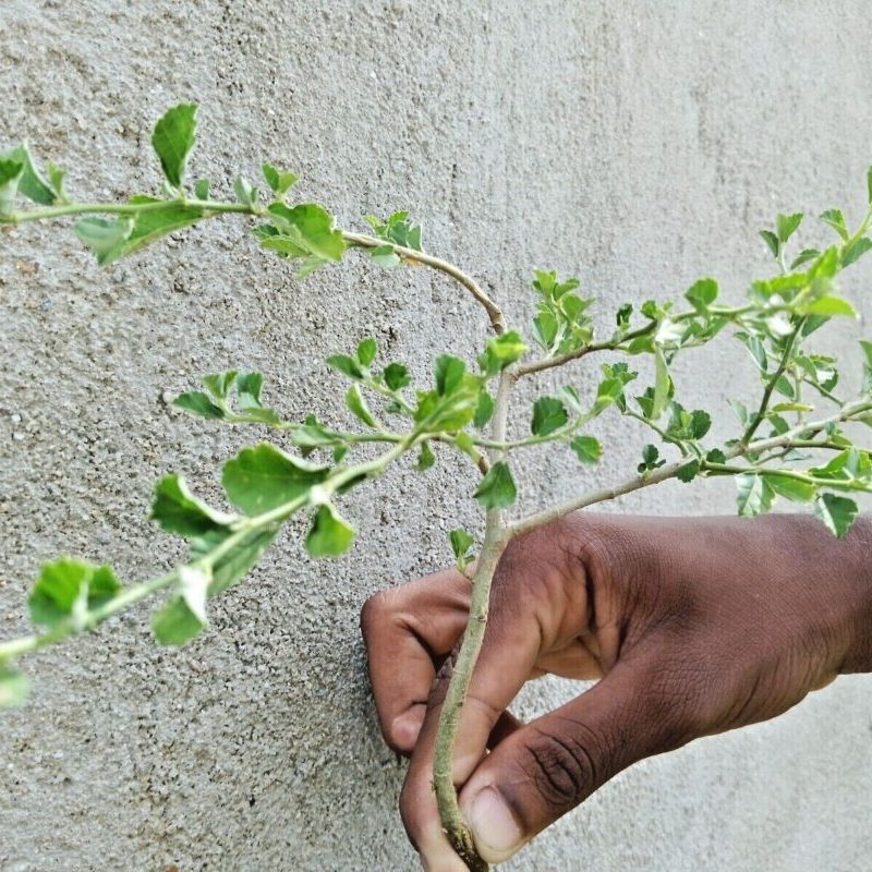 Trust is First 28 Sida Rhombifolia