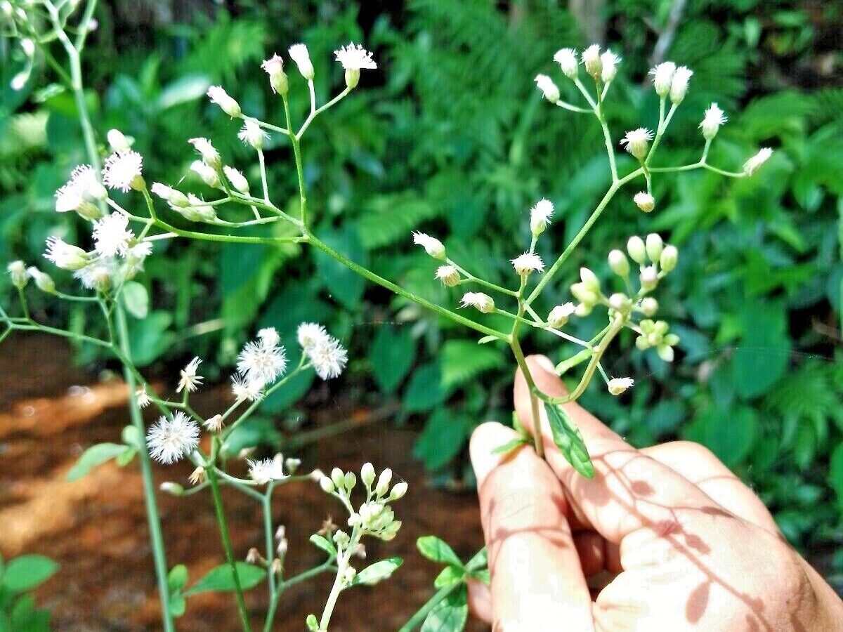 LITTLE IRONWEED LEAVES