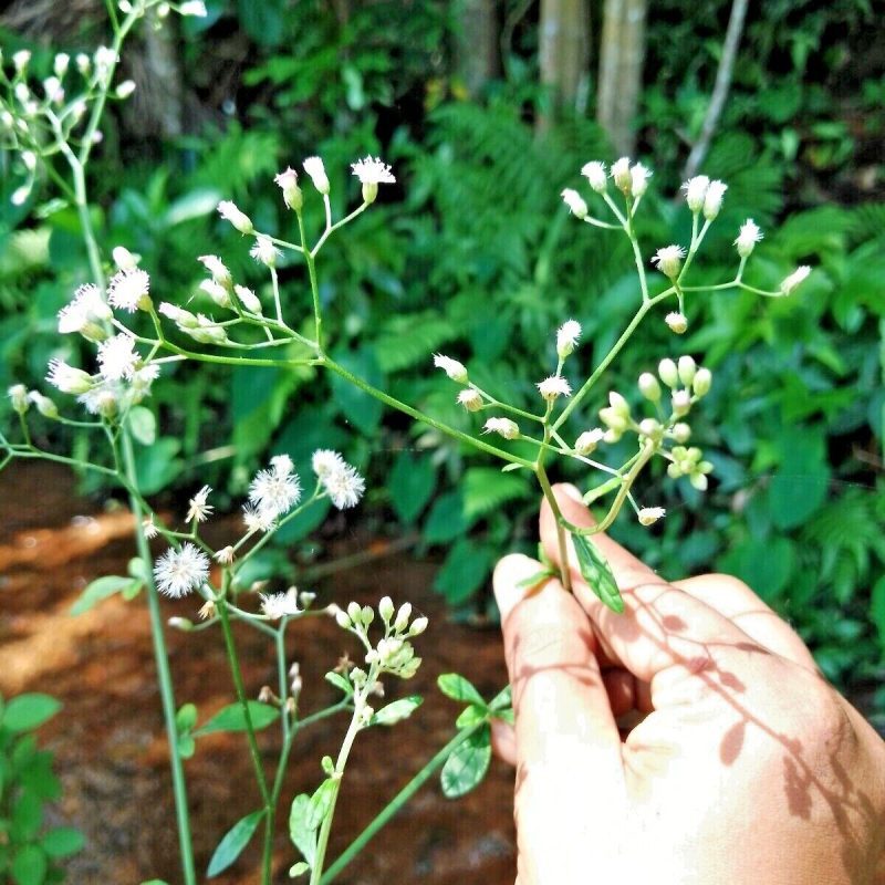 Trust is First 26 LITTLE IRONWEED LEAVES