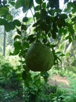 Natural Dried Pomelo Leaves Herbs  Citrus Maxima Giant Grape Fruit Organic Ceylon Tea - 100+ Leaves - Image 2