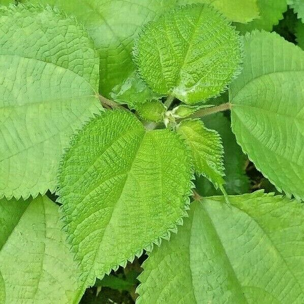 Tulsi Leaves