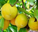 Egg Fruit Dry Leaves