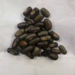 Erythrina Variegata Seeds