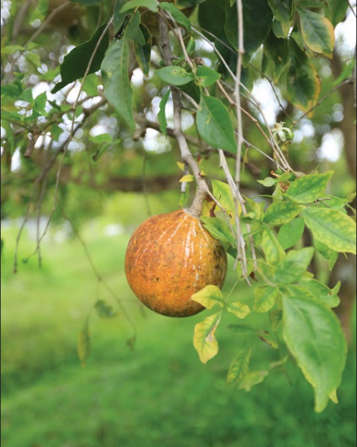 Bael Fruit Flower