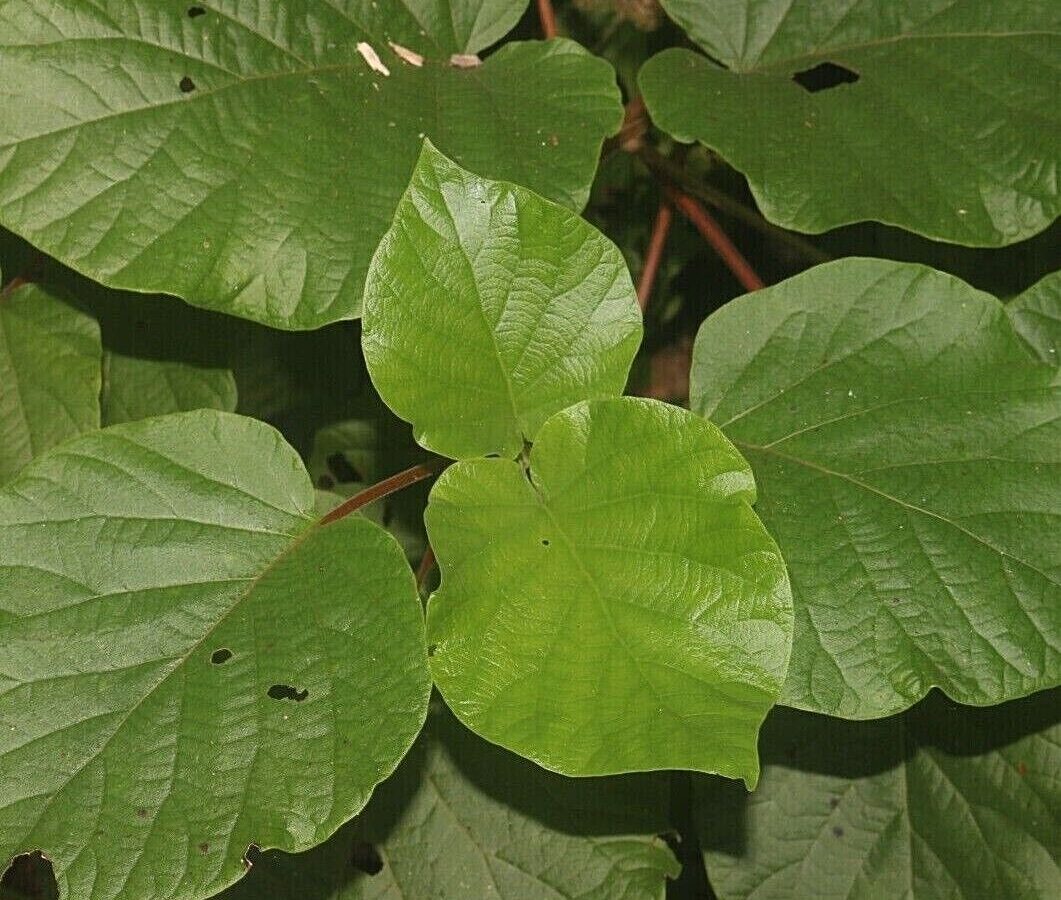 Haldina cordifolia