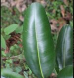 Calophyllum inophyllum