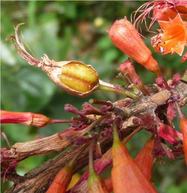 Woodfordia Fruticosa