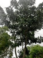 Rare Calophyllum inophyllum Leaves 100+TAMANU Alexandrian laurel Natural Herbs - Image 3