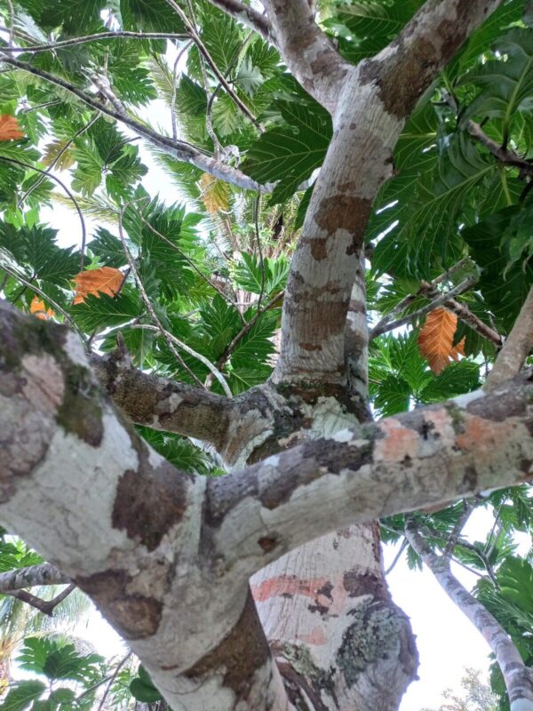 Breadfruit Leaves