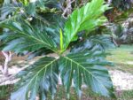 Breadfruit Leaves