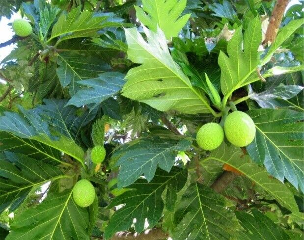 Breadfruit Leaves