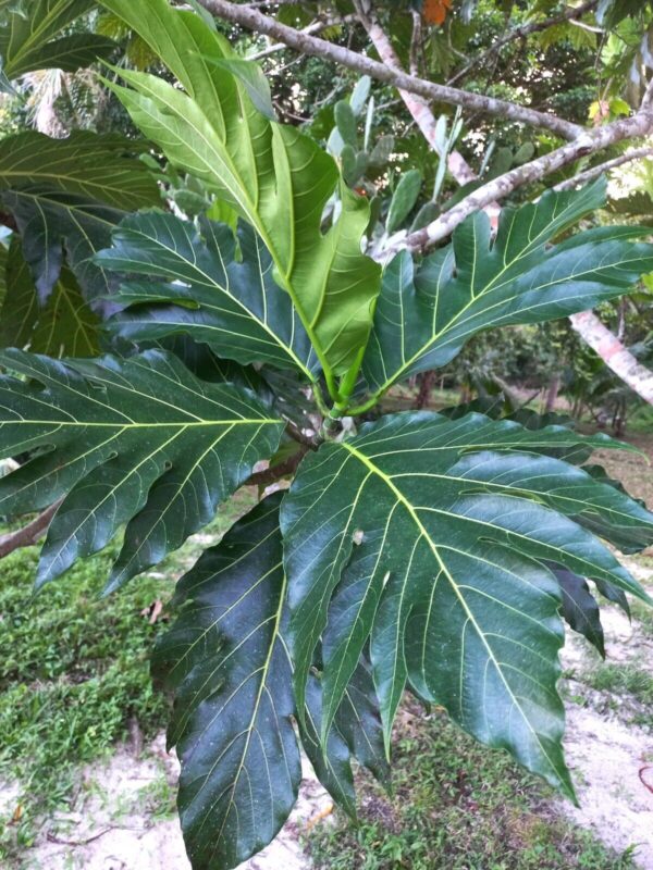 Breadfruit Leaves