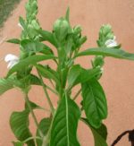 JUSTICIA ADHATODA