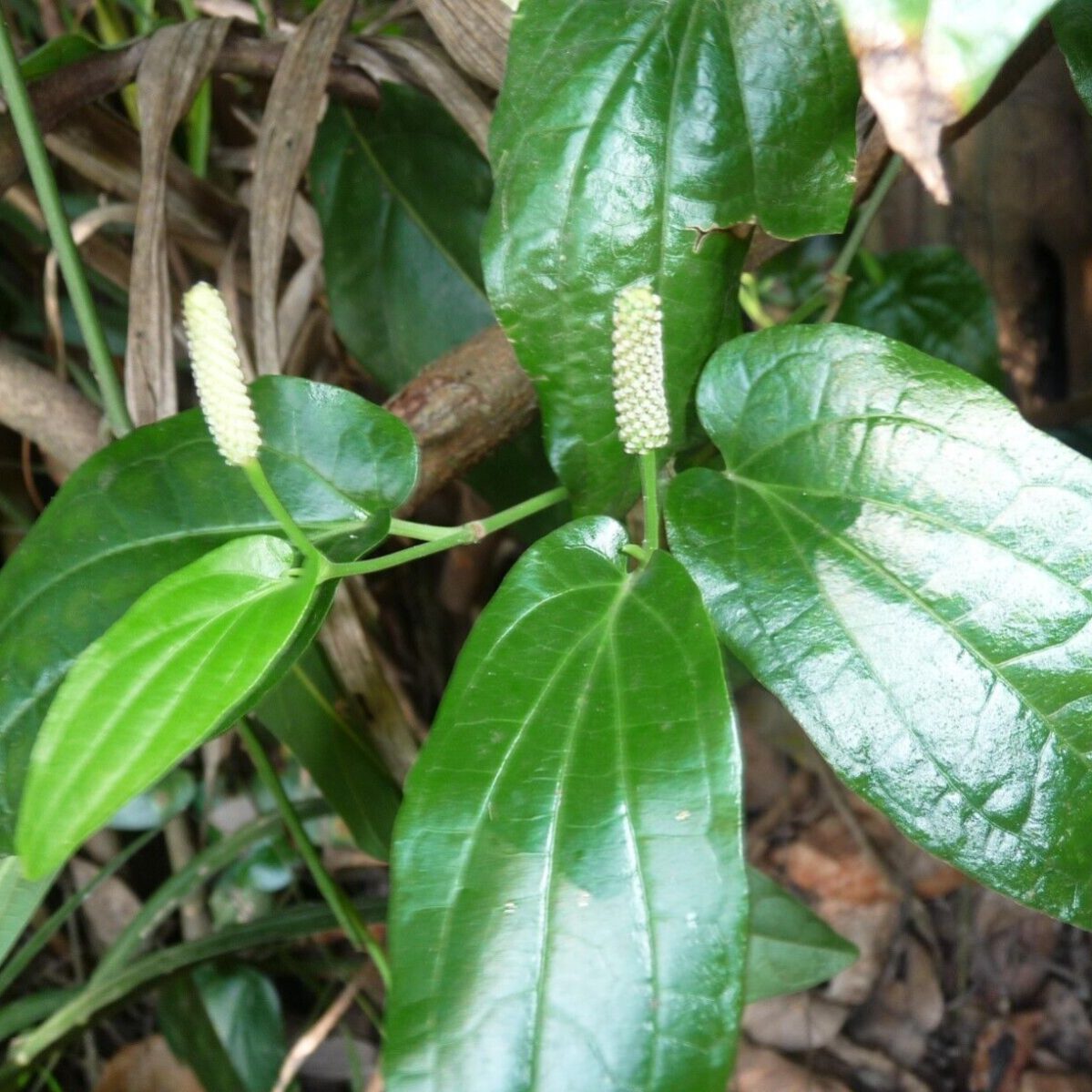 Trust is First 22 Piper Betel