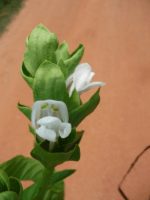 Natural Vasaka Leaf , Malabar Nut Leaves , JUSTICIA ADHATODA  Herbal Dried Leaves Drink Organic Tea - Image 6