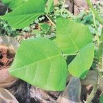 Erythrina Variegata Leaves
