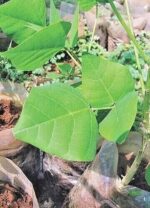 Erythrina Variegata Leaves