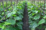 betel leaves